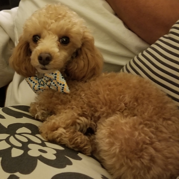 Meet your Posher, Julie - Picture 4 of 4